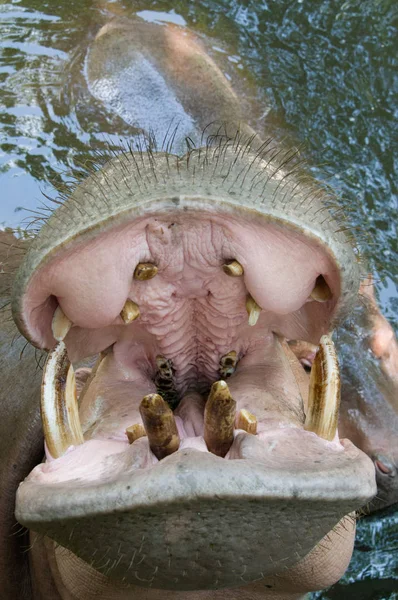 Hipopótamo - tempo de alimentação — Fotografia de Stock