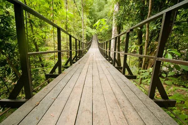Tropikal ormanlarda Bridge'de — Stok fotoğraf