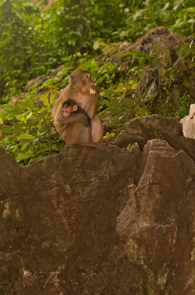 Família de macacos nas selvas Fotografia De Stock