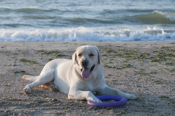 Labrador Retreiver sahilde Telifsiz Stok Fotoğraflar