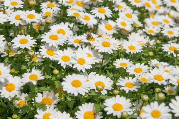 Papatya tarlası yakın çekim Stok Fotoğraf