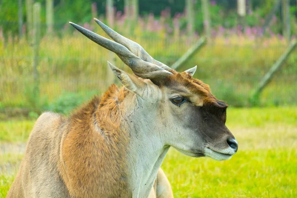 Portrait of a Common Eland — Stock Photo, Image