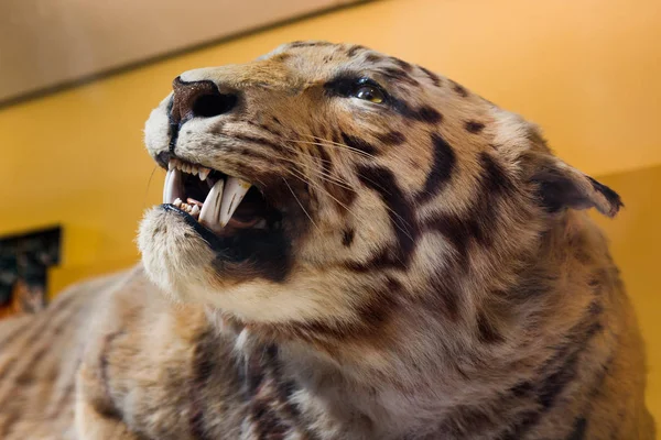 Tiger taxidermy exhibit in a museum. — Stock Photo, Image