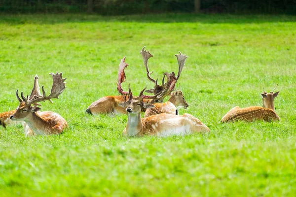 Stags sitting in the grass. — Stock Photo, Image