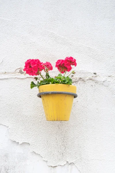 Wall mounted flower pot. — Stock Photo, Image