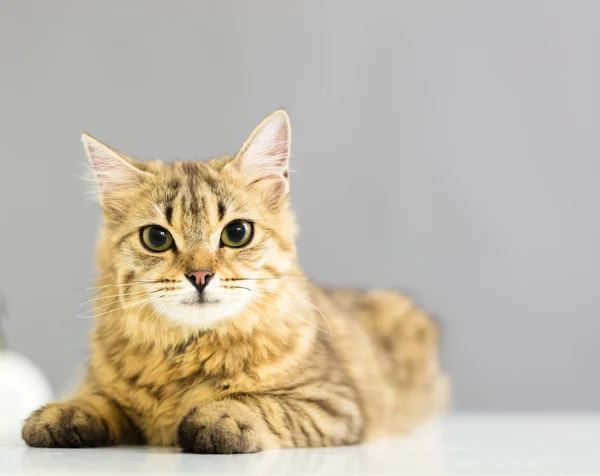 Cat sitting in front of gray background — Stock Photo, Image