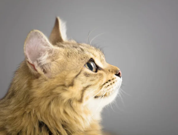 Cat looking up  in front of gray background — Stock Photo, Image