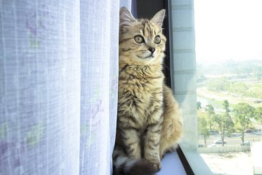 Kedi pencereden dışarı bakıyor.