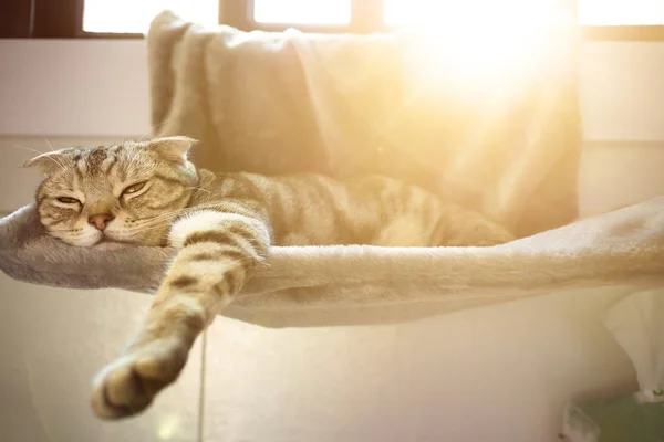 Кот, спящий на кровати — стоковое фото