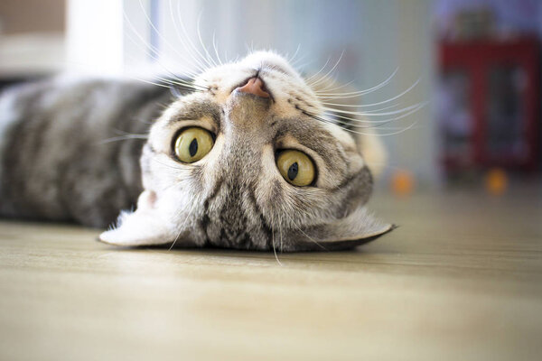 Cat sleeping on the floor — Stock Photo, Image