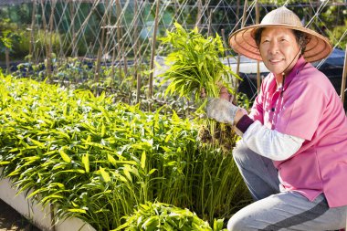 mutlu üst düzey çiftçi sebze grupta çalışma