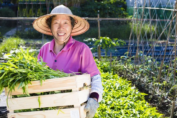 Gelukkig senior boer werken in plantaardige boerderij — Stockfoto