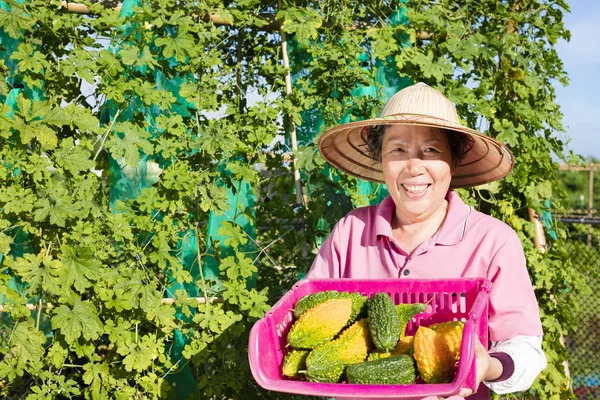 Fazendeiro sênior feliz trabalhando na fazenda vegetal — Fotografia de Stock