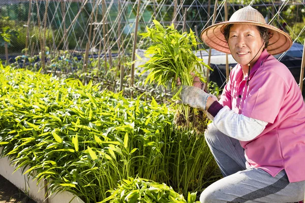 mutlu üst düzey çiftçi sebze grupta çalışma