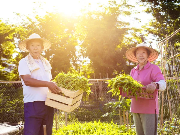 Boldog vezető mezőgazdasági termelő dolgozik növényi farm — Stock Fotó