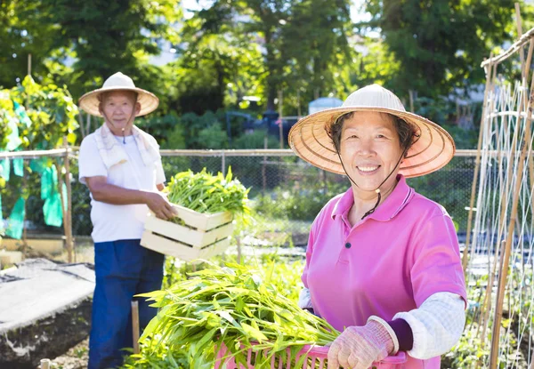 mutlu üst düzey çiftçi sebze grupta çalışma