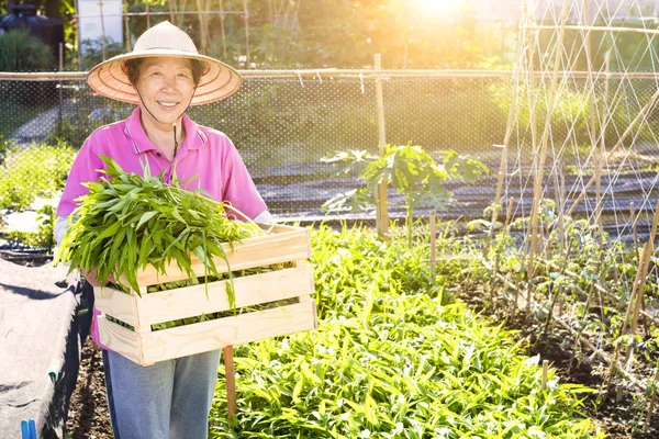 Felice agricoltore anziano che lavora in fattoria vegetale — Foto Stock