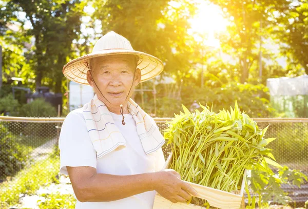 mutlu üst düzey çiftçi sebze grupta çalışma