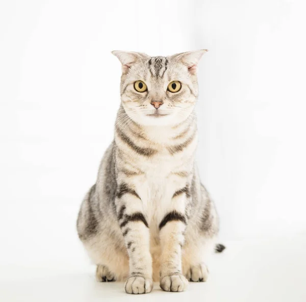 Roztomilá mladá kočka sedí a dívá — Stock fotografie