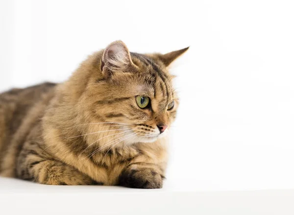 Cute young cat sitting and looking — Stock Photo, Image