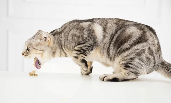 Sick cat vomiting the food — Stock Photo, Image