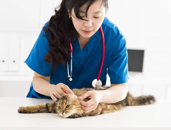 Female Veterinarian Cleans Ears Young Cat — Stock Photo, Image