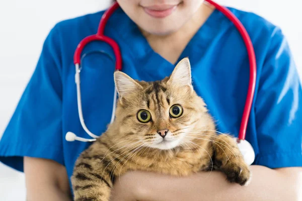 Female Doctor Veterinarian Holding Cute Cat Hand — Stock Photo, Image