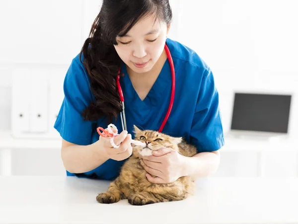 Female Veterinarian Feeding Healing Sick Cat — Stock Photo, Image
