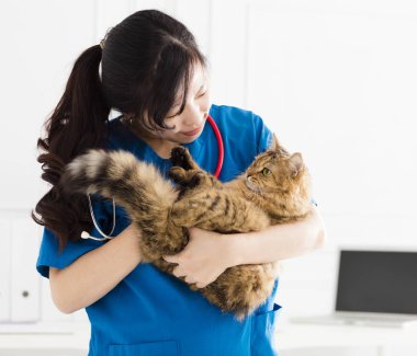 şirin kedi el üstünde tutan kadın doktor veteriner