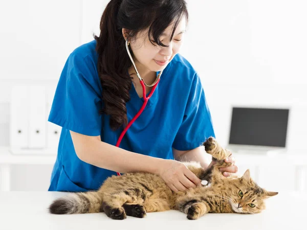 Female Veterinarian Examining Kitten Cat — Stock Photo, Image