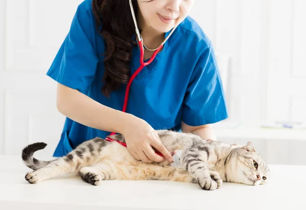 Wanita Veterinarian Memeriksa Kucing — Stok Foto