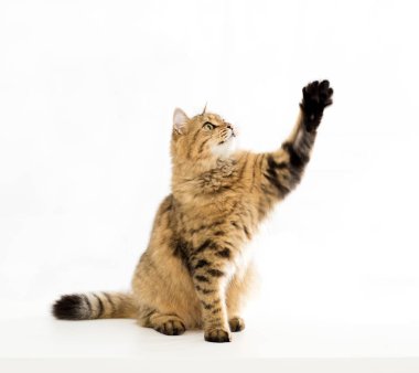 Komik kedi ayakta veya yakalama ve ararken