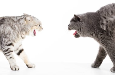 bir çatışma ve izole üzerinde beyaz iki kedi