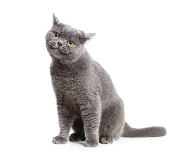 Lächelnde Britische Graue Katze Isoliert Auf Weißem Grund — Stockfoto