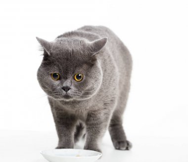  Beyaz izole İngiliz Gri kedi