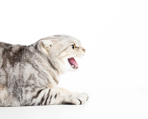 Chat Colère Isolé Sur Fond Blanc — Photo