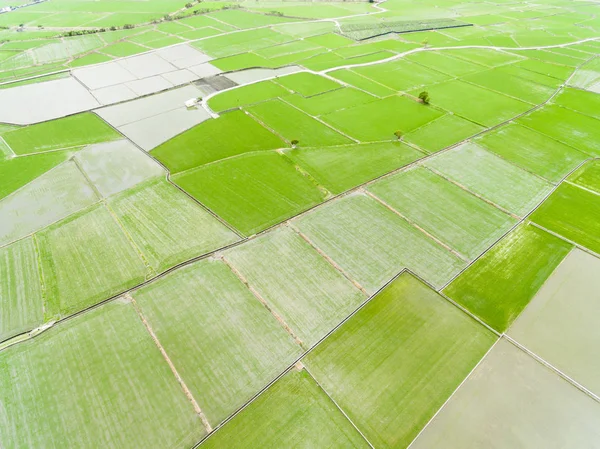 Pirinç Alan Bahar Itibariyle Tayvan Havadan Görünümü — Stok fotoğraf