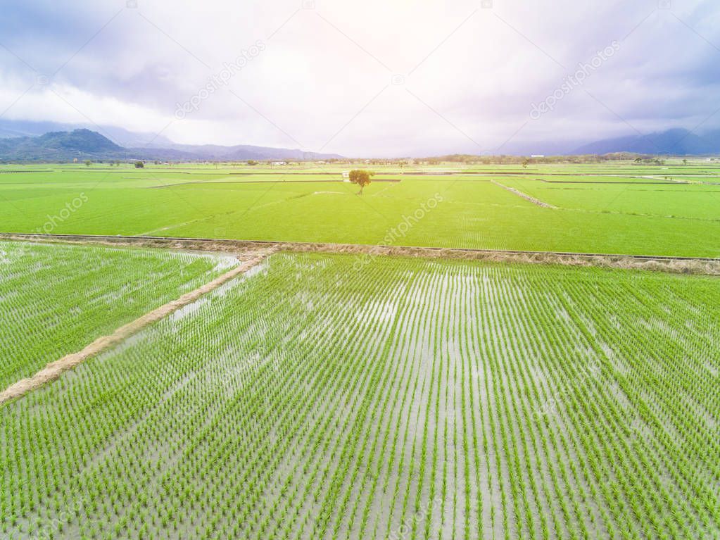 aerial view of rice field at springtime