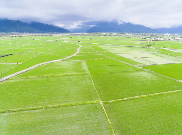 Весенний Вид Рисовое Поле Воздуха — стоковое фото