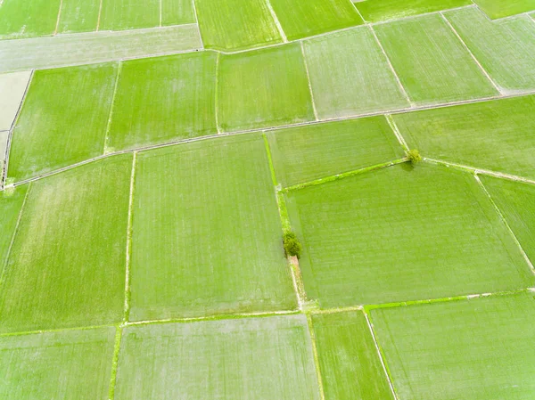 Yeşil Pirinç Alan Bahar Havadan Görünümü — Stok fotoğraf