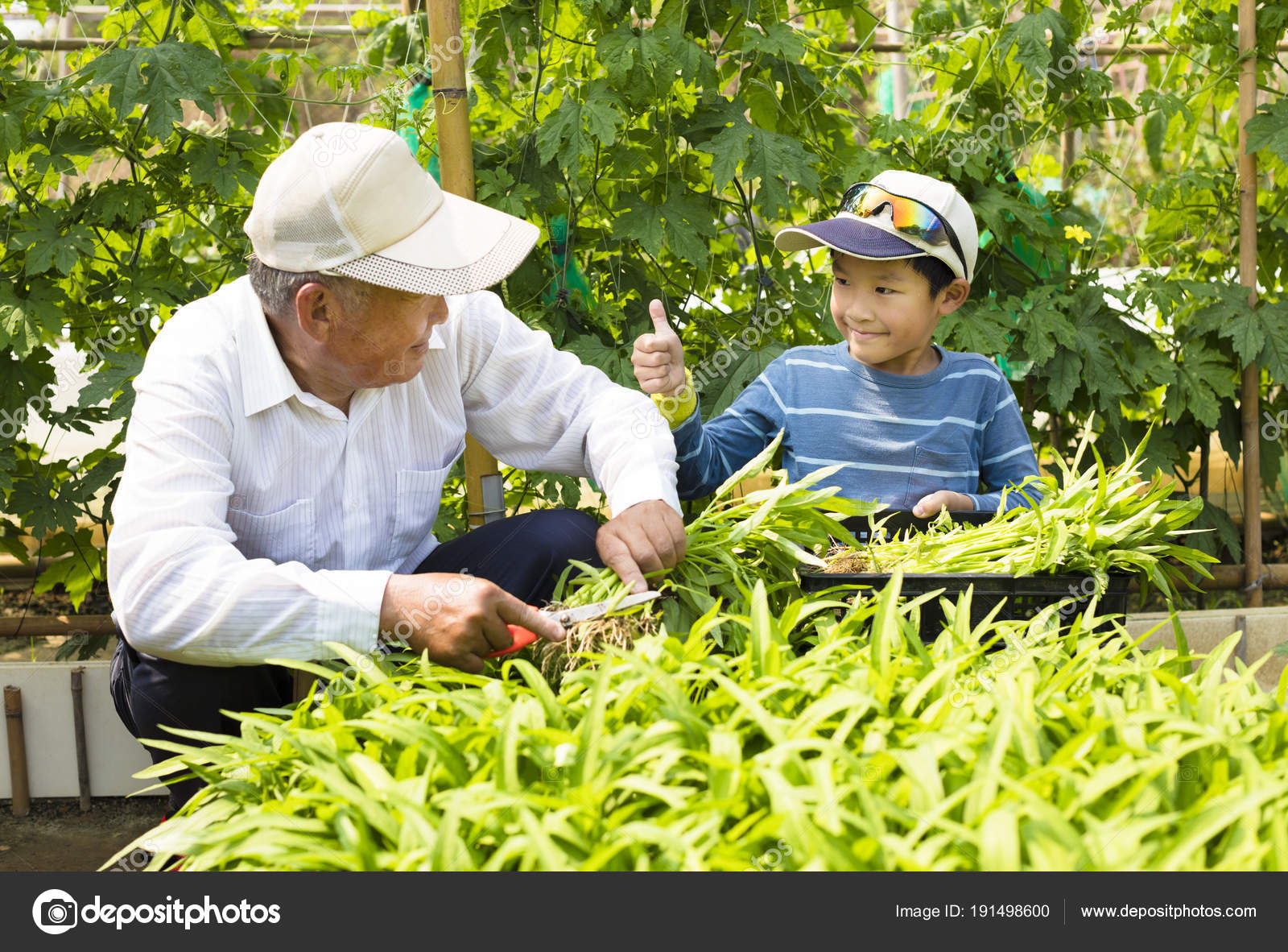 Großvater Und Enkel Arbeiten Gemüsegarten Stockfotografie