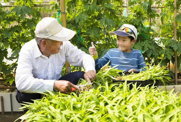 Nonno Nipote Che Lavorano Nell Orto — Foto Stock