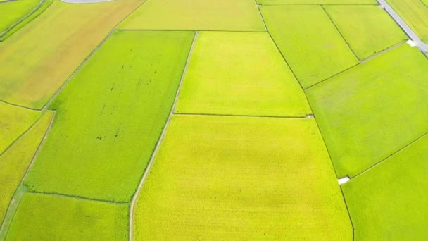 Widok Lotu Ptaka Piękne Pola Ryżowe Taitung Tajwan — Wideo stockowe