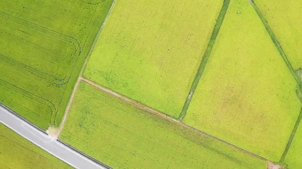 Luchtfoto Van Prachtige Rijstvelden Taitung Taiwan — Stockvideo