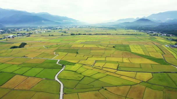 Flygfoto Över Vackra Risfält Taitung Taiwan — Stockvideo