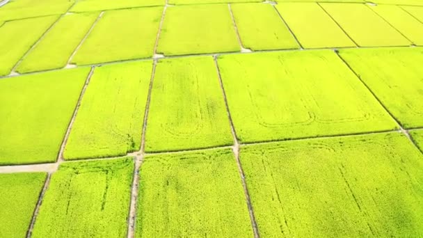 Taitung Daki Güzel Pirinç Tarlaları Nın Havadan Görünüşü Tayvan — Stok video