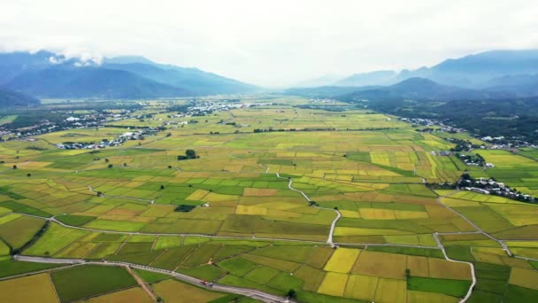 Taitung Daki Güzel Pirinç Tarlaları Nın Havadan Görünüşü Tayvan — Stok video