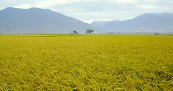 Όμορφα Χωράφια Ρυζιού Στο Ταιττούνγκ Ταϊβάν — Αρχείο Βίντεο