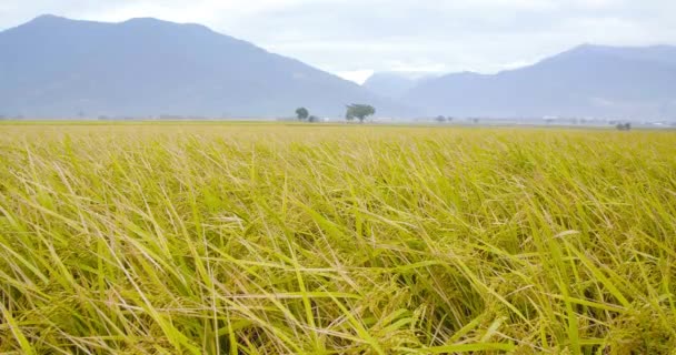 Taitung Daki Güzel Pirinç Tarlaları Tayvan — Stok video