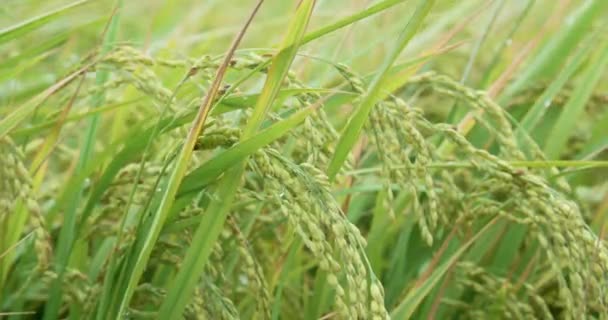 Close Yellow Green Rice Field — Stock Video